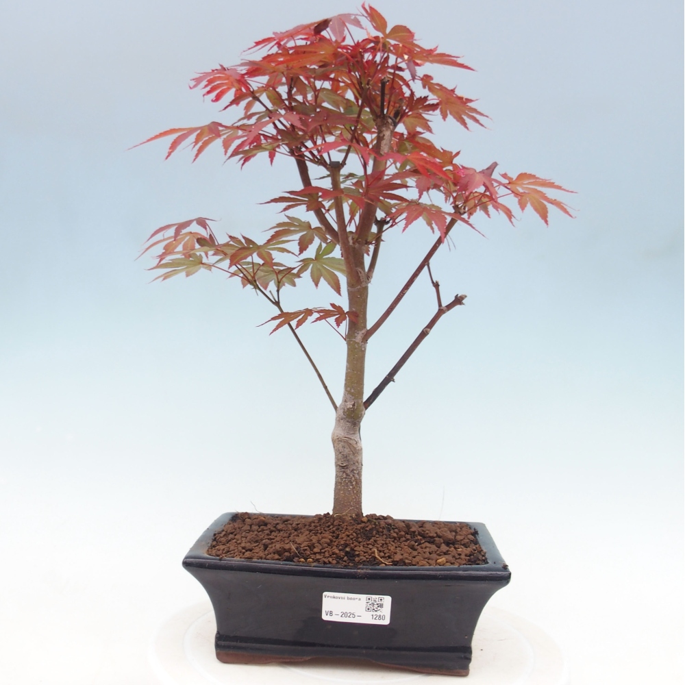 Bonsai im Freien - Acer-Palme. Atropurpureum-Palmenblatt-Ahorn