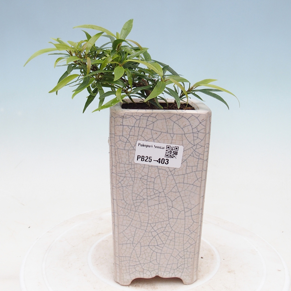 Zimmerbonsai - Ficus nerifolia - kleinblättriger Ficus