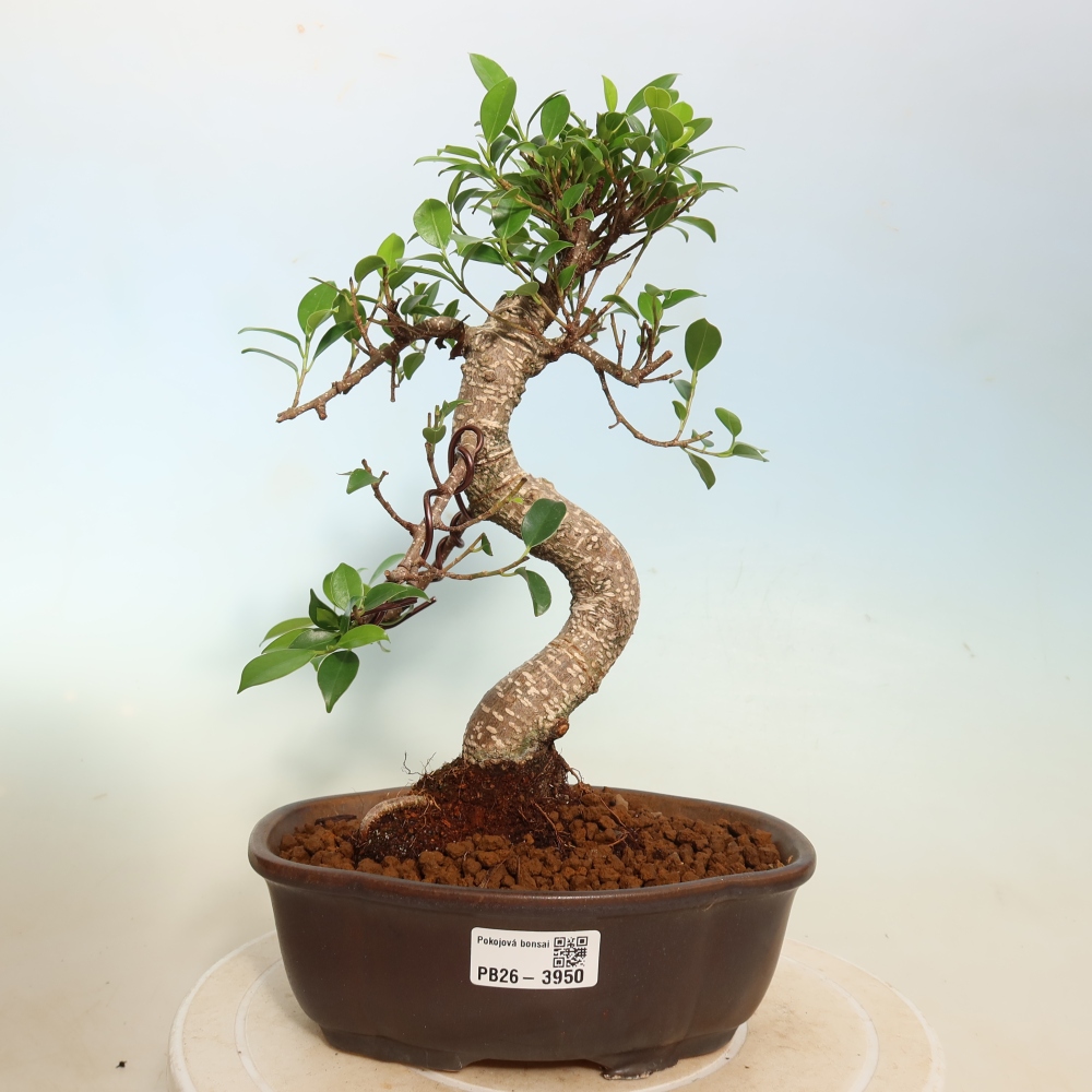 Zimmerbonsai - Ficus kimmen - Kleinblättriger Ficus