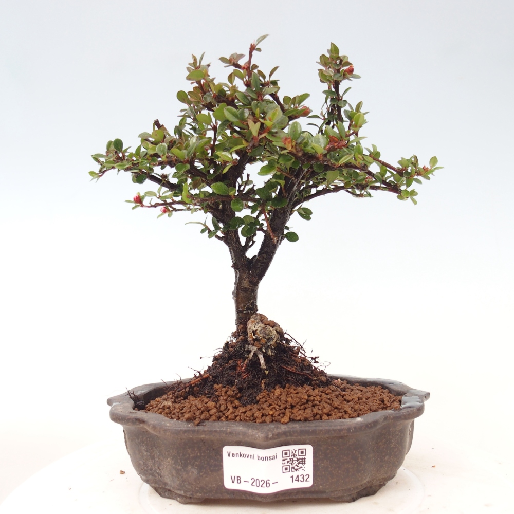 Bonsai für draußen - Cotoneaster horizontalis - Rocky Mountain