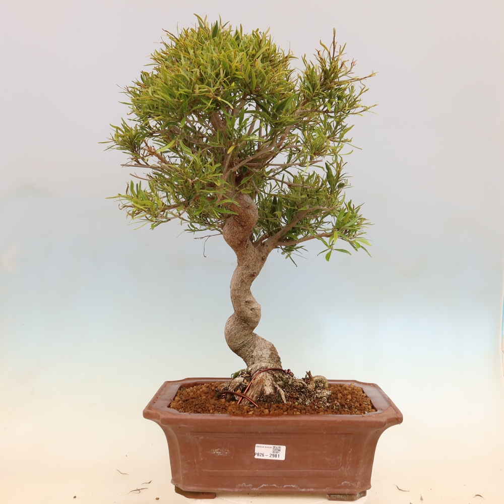 Zimmerbonsai - Ficus nerifolia - Kleinblättriger Ficus