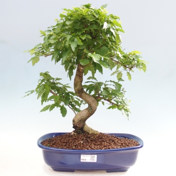 bonsai puzzle Plant Pack