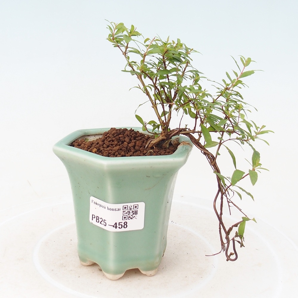Zimmer Bonsai-PUNICA Granatum -Granatapfel