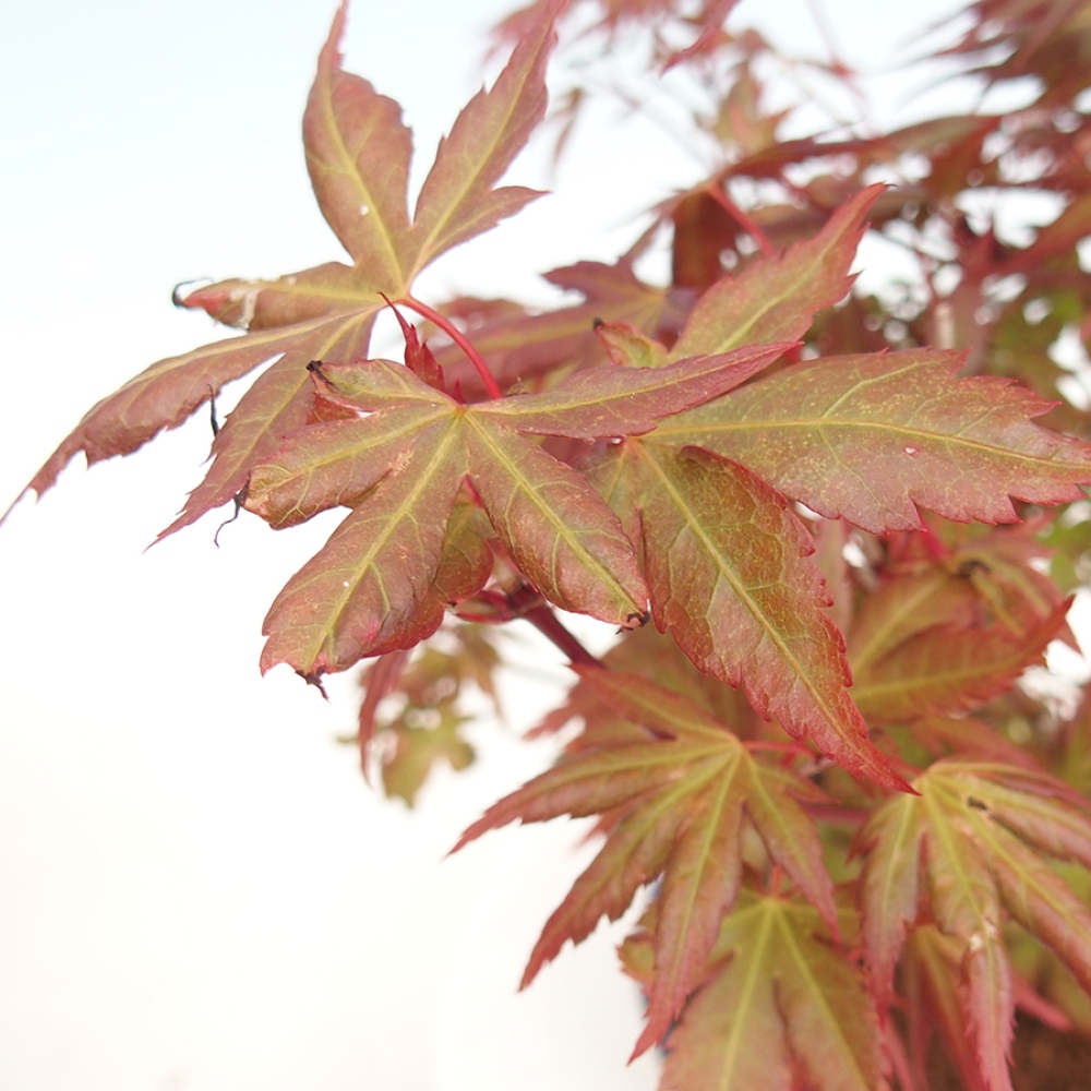 Bonsai im Freien - Acer palmatum - Auburn Ahorn