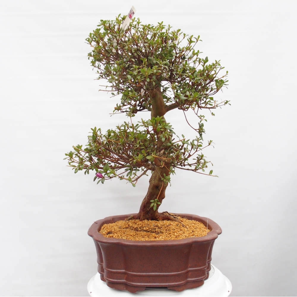 Bonsai für draußen - Japanische Azalee - Azalee Miyabihime