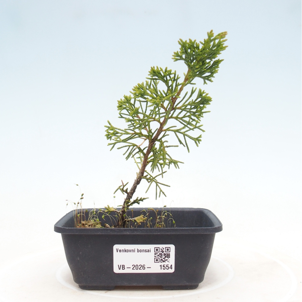 Bonsai für draußen - Juniperus chinensis Itoigawa