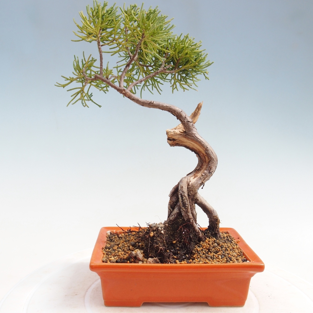 Bonsai für draußen - Juniperus chinensis Kishu