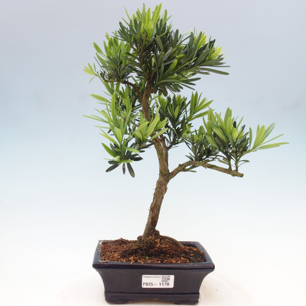 Indoor-Bonsai - Podocarpus - Stein tausend