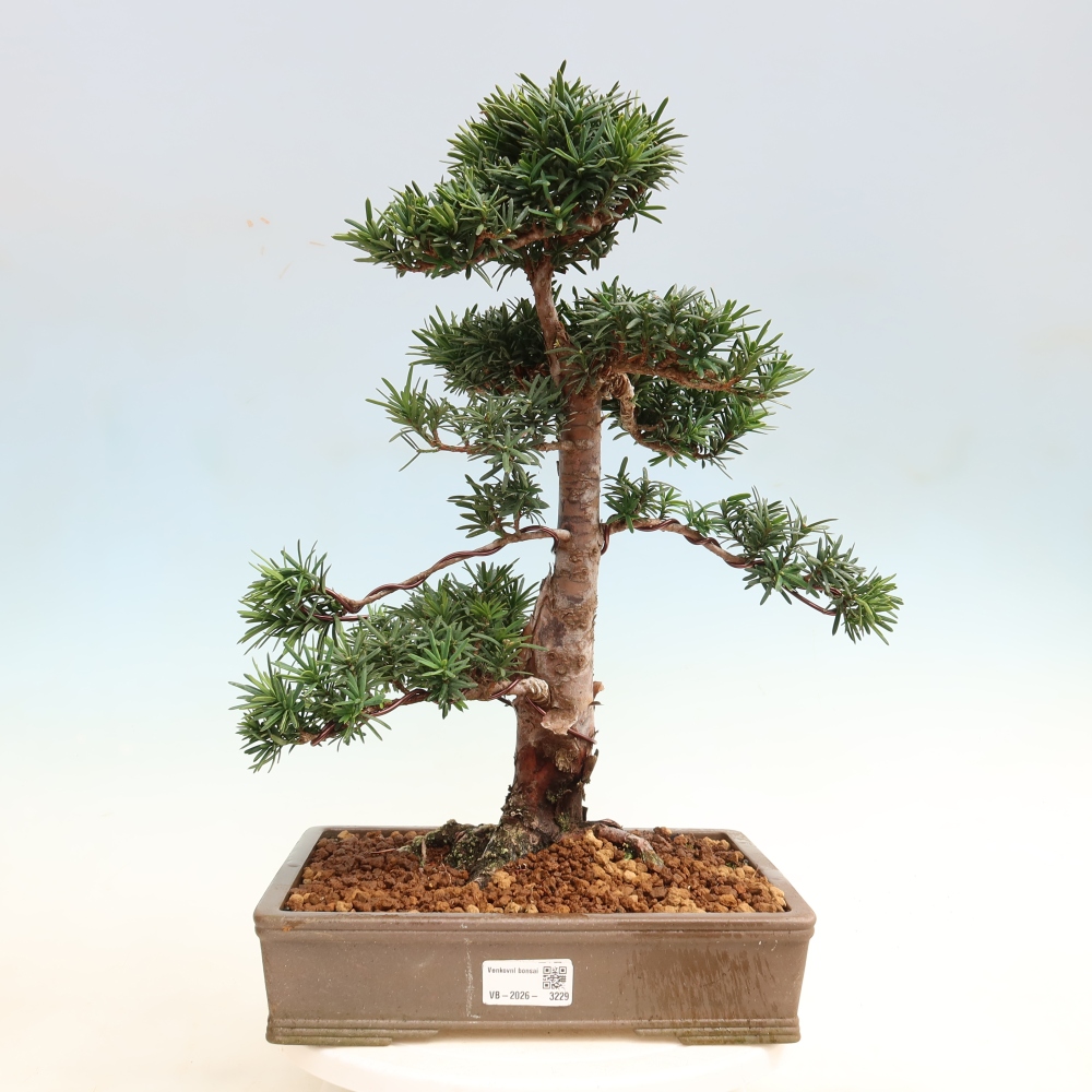 Bonsai für draußen - Taxus cuspidata - Japanische Eibe