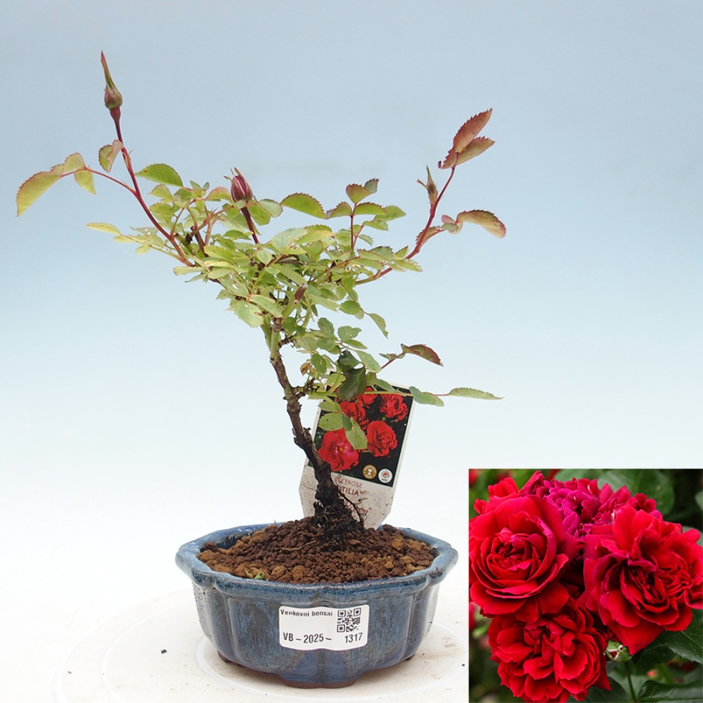 Freilandbonsai - Rosa Kordes -  Rose