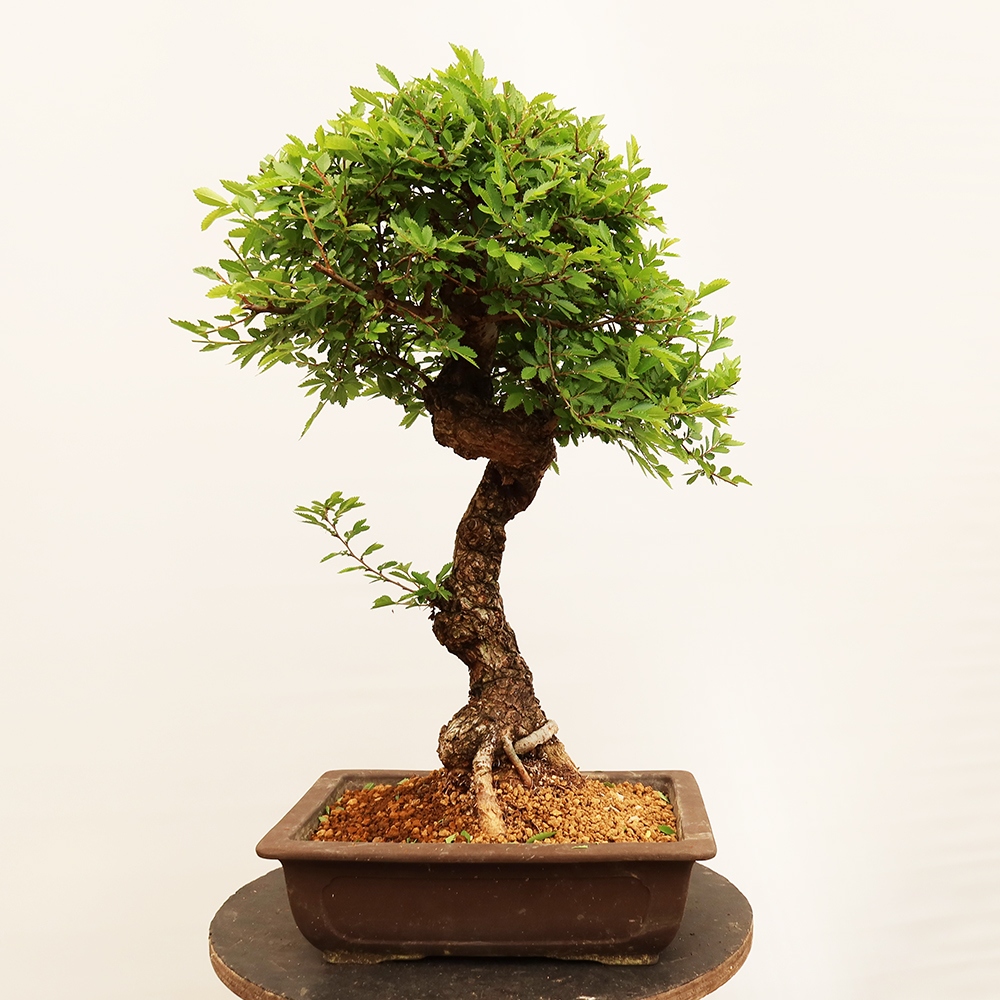 Bonsai im Freien - Zelkova - Zelkova NIRE