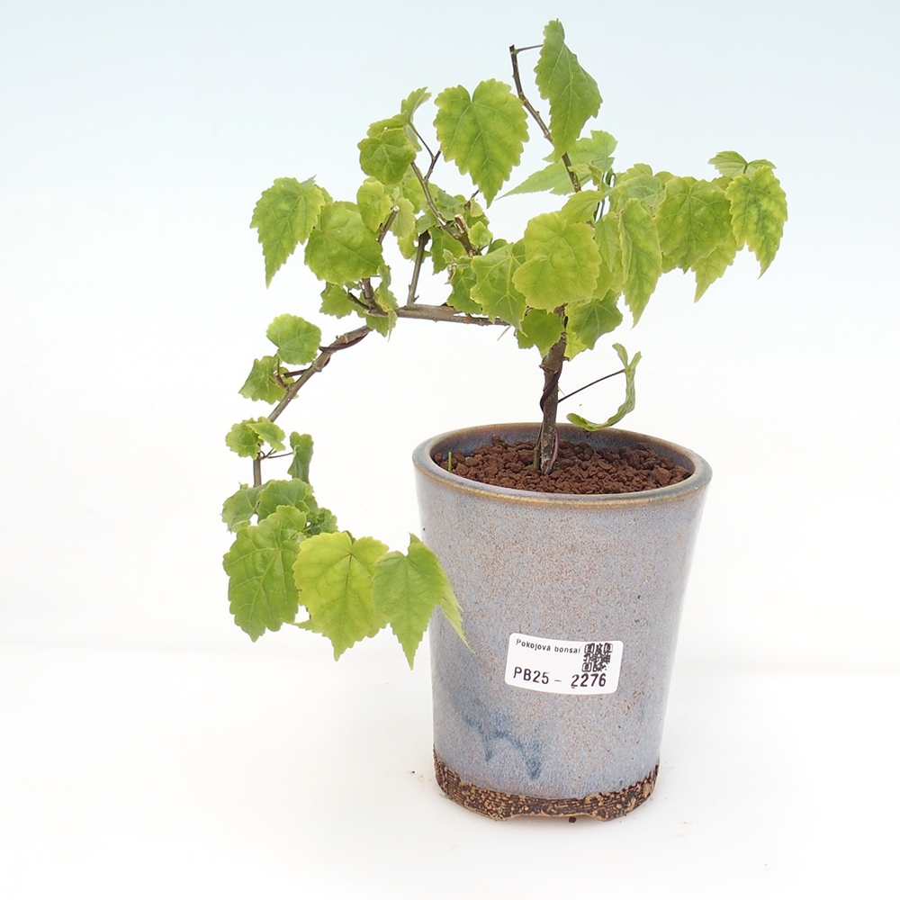 Zimmerbonsai - Abutilon Big Bell - Flussmoltebeere