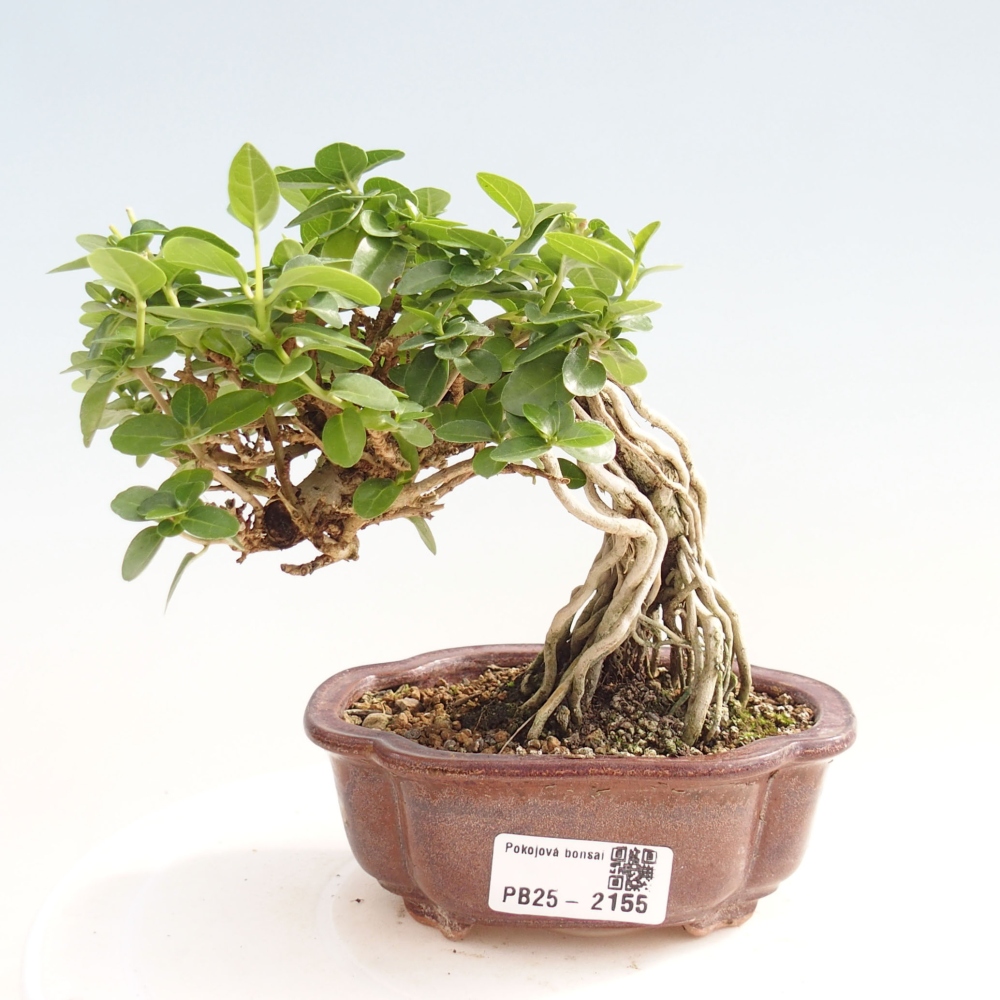 Zimmerbonsai - Premna serratifolia - Kozlovon kleinblättrig