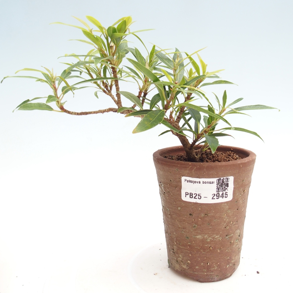 Zimmerbonsai - Ficus nerifolia - kleinblättriger Ficus