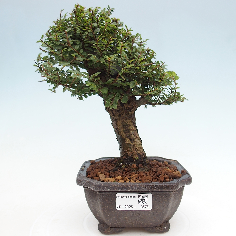 Bonsai im Freien - Ulmus parvifolia Hokkaido - Chinesische Ulme