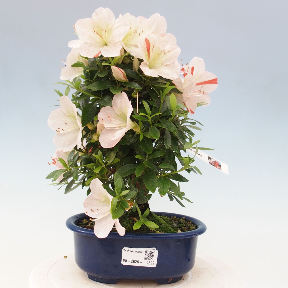Bonsai im Freien - Japanische Azalee - Azalea Asazakura