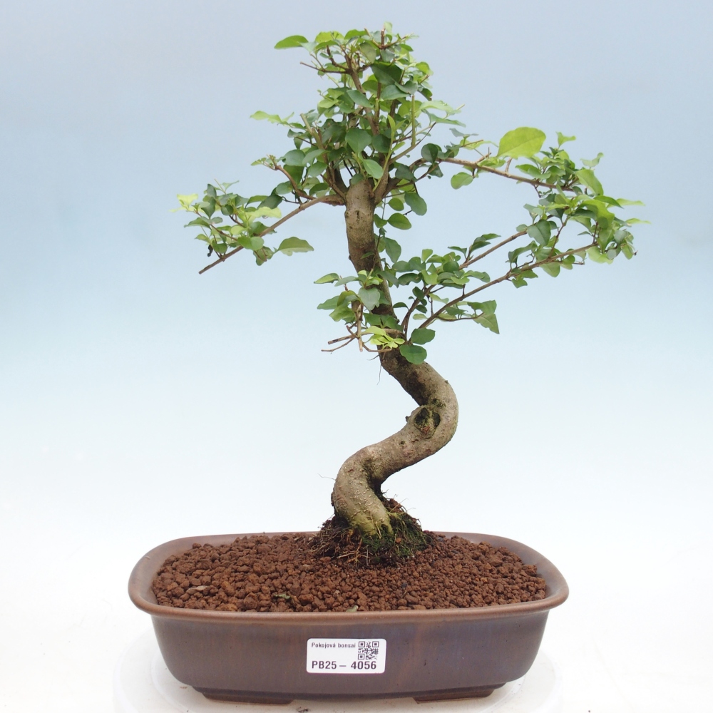 Zimmer Bonsai -Ligustrum chinensis - Vogelschnabel