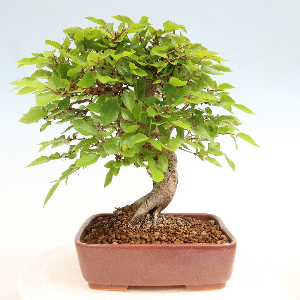 Bonsai für draußen - Karpinus Coreana - Koreanische Hainbuche