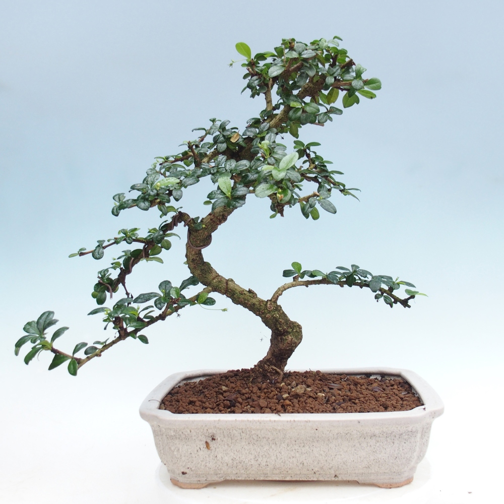 Zimmer-Bonsai - Carmona macrophylla - Tee-Fuki