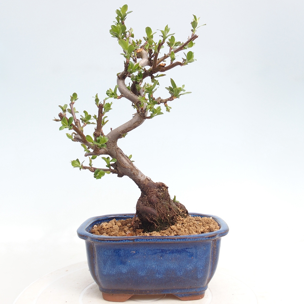 Outdoor Bonsai - Malus sargentii - Kleinfrüchtiger Apfelbaum