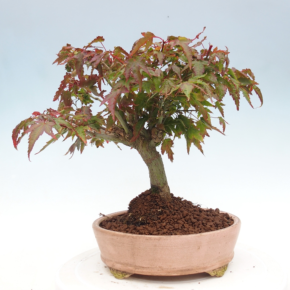 Acer palmatum KIOHIME - Palmetto-Ahorn