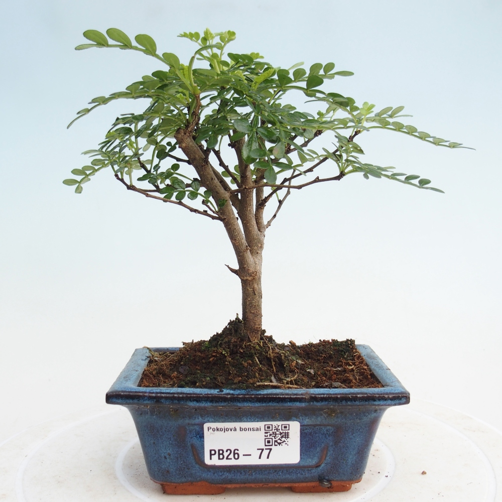Zimmer Bonsai - Zantoxylum piperitum - Pfefferbaum