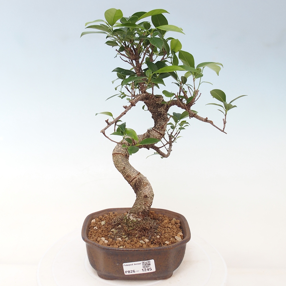 Zimmerbonsai - Ficus retusa - Kleinblättriger Ficus