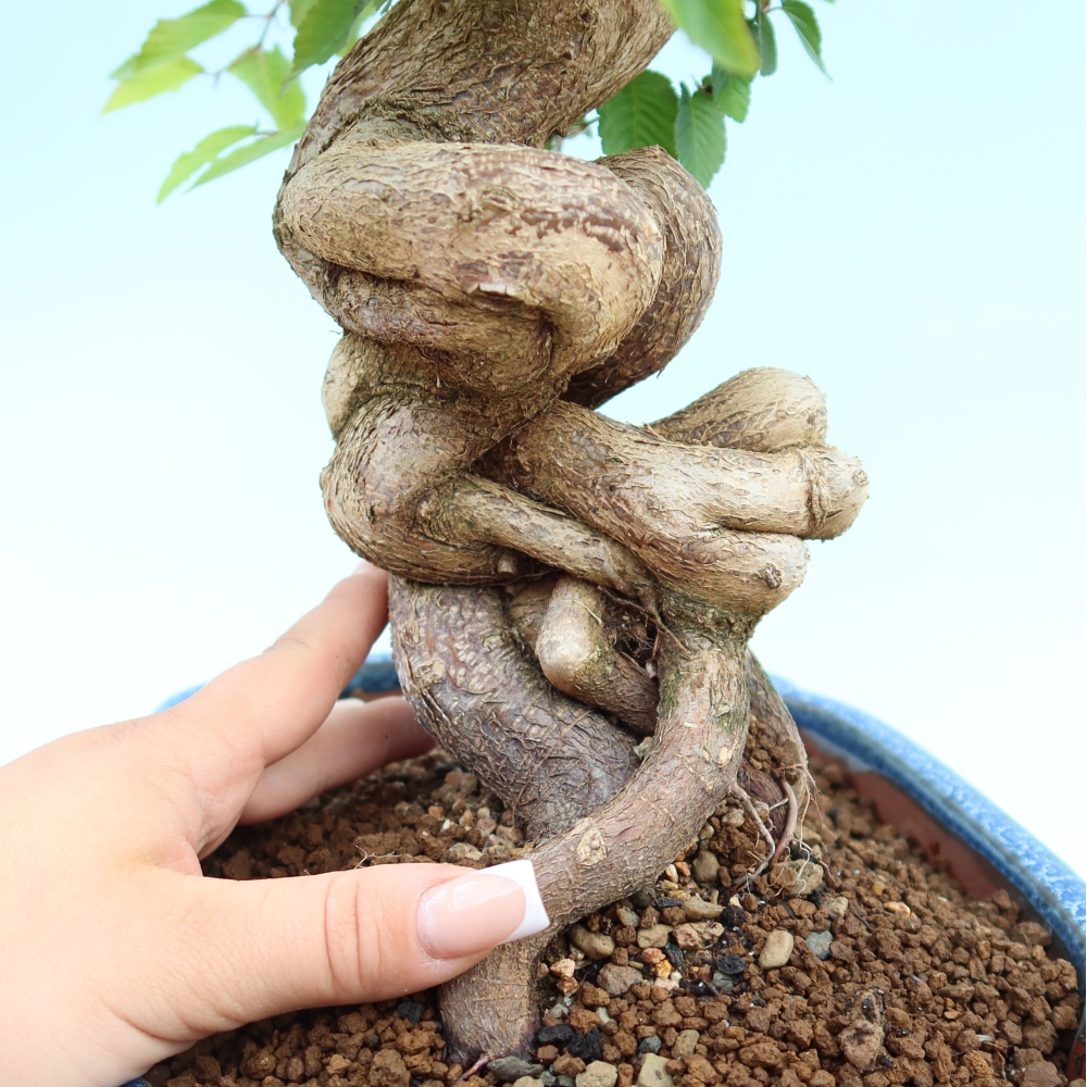 Bonsai für draußen - Karpinus Coreana - Koreanische Hainbuche