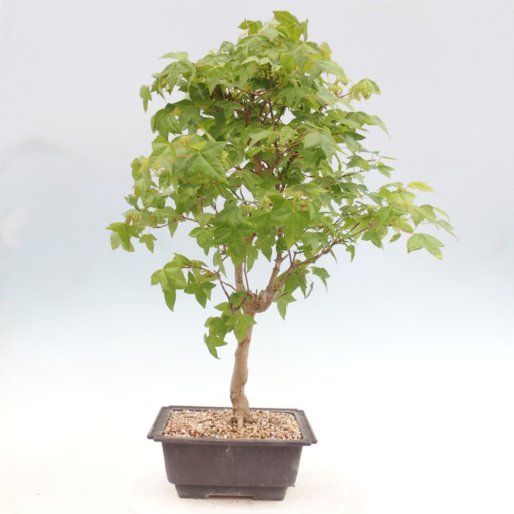 Bonsai für draußen - Acer Buergerianum - Bergahorn