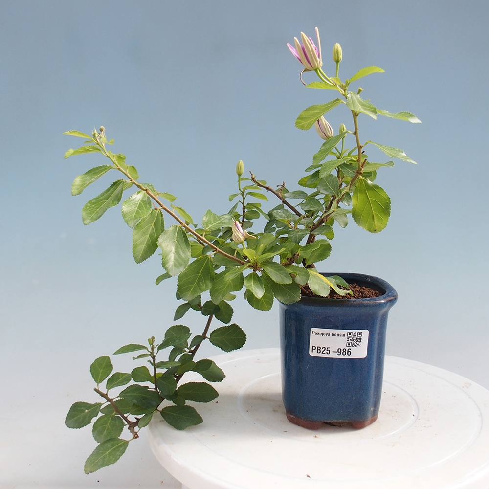 Zimmerbonsai - Grewia occidentalis - Lavendelstern