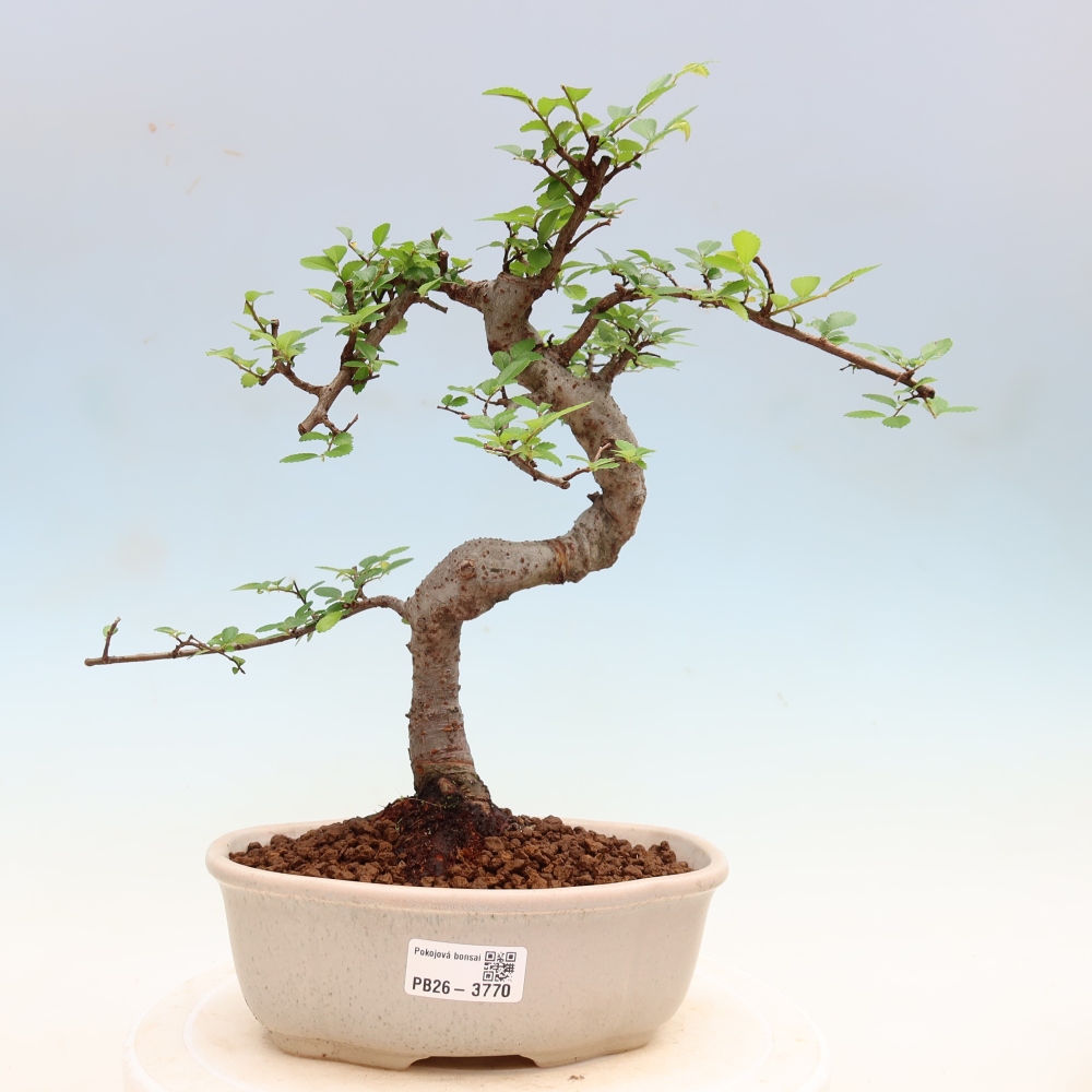 Zimmerbonsai - Ulmus parvifolia - Kleinblättrige Ulme