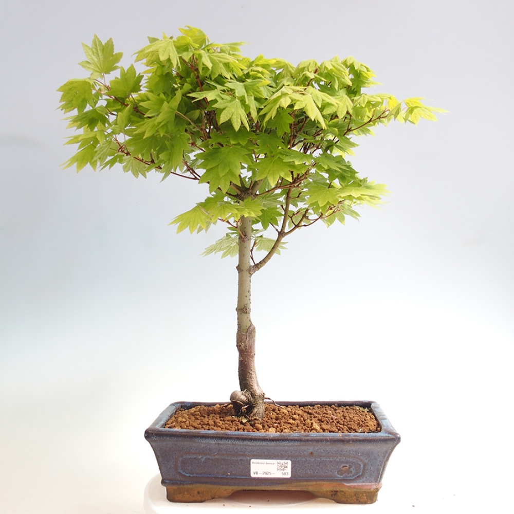 Bonsai im Freien - Ahorn palmatum katsura GISAN - Ahorn palmat