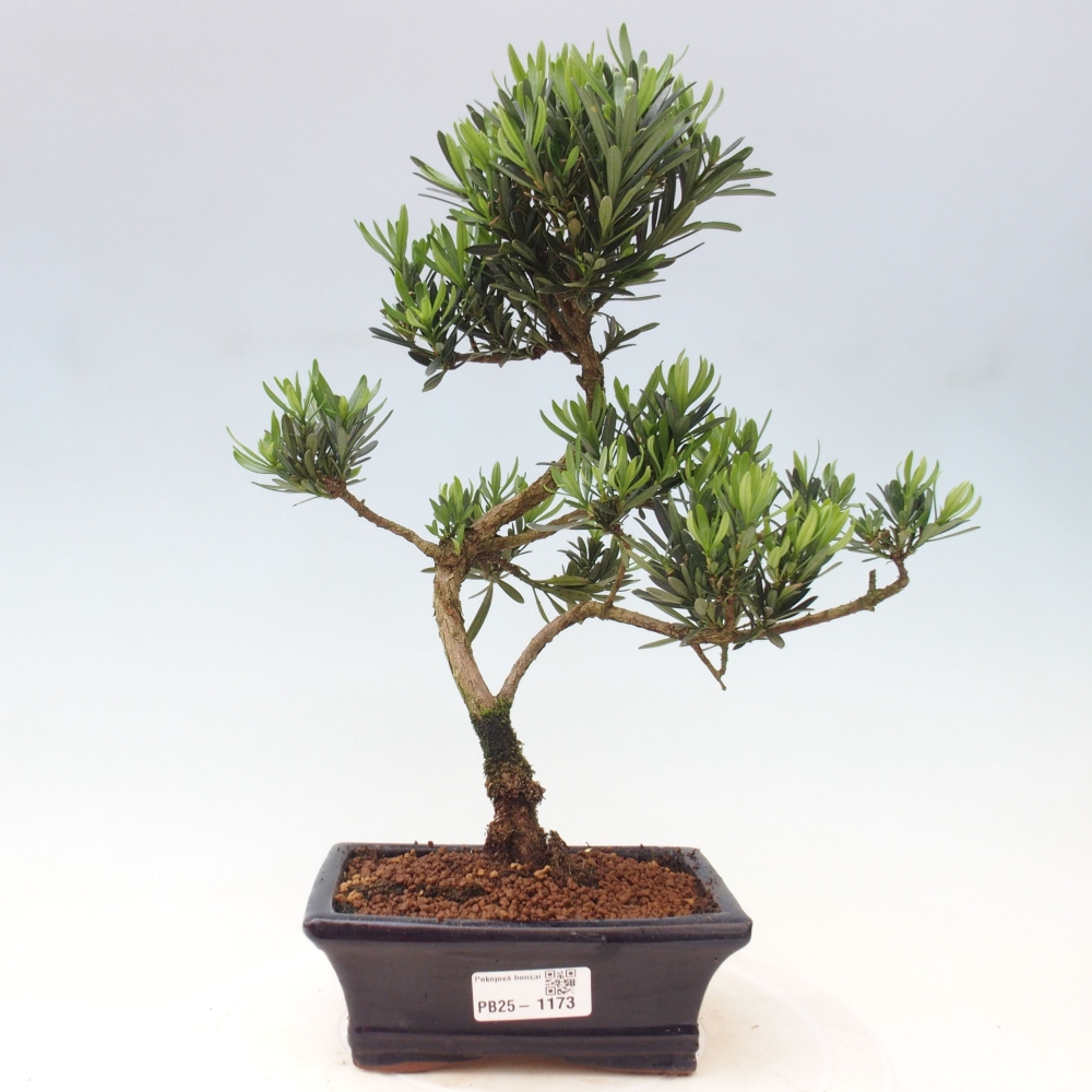 Indoor-Bonsai - Podocarpus - Stein tausend
