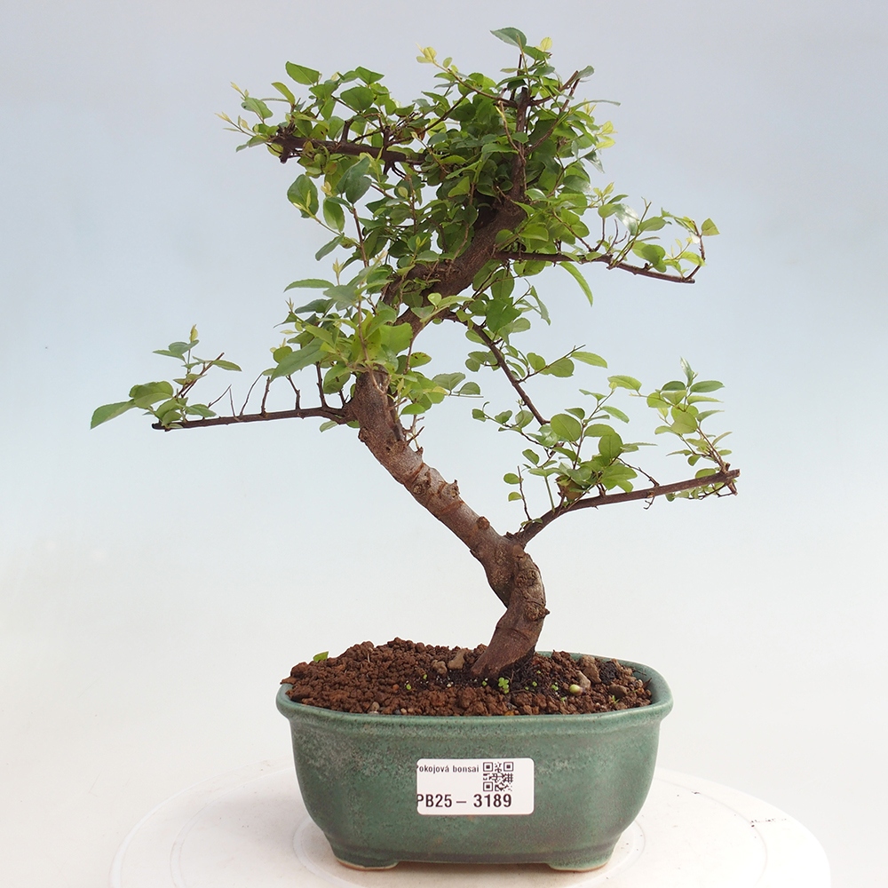 Zimmerbonsai - Sagerécie thea - Sagerécie thea