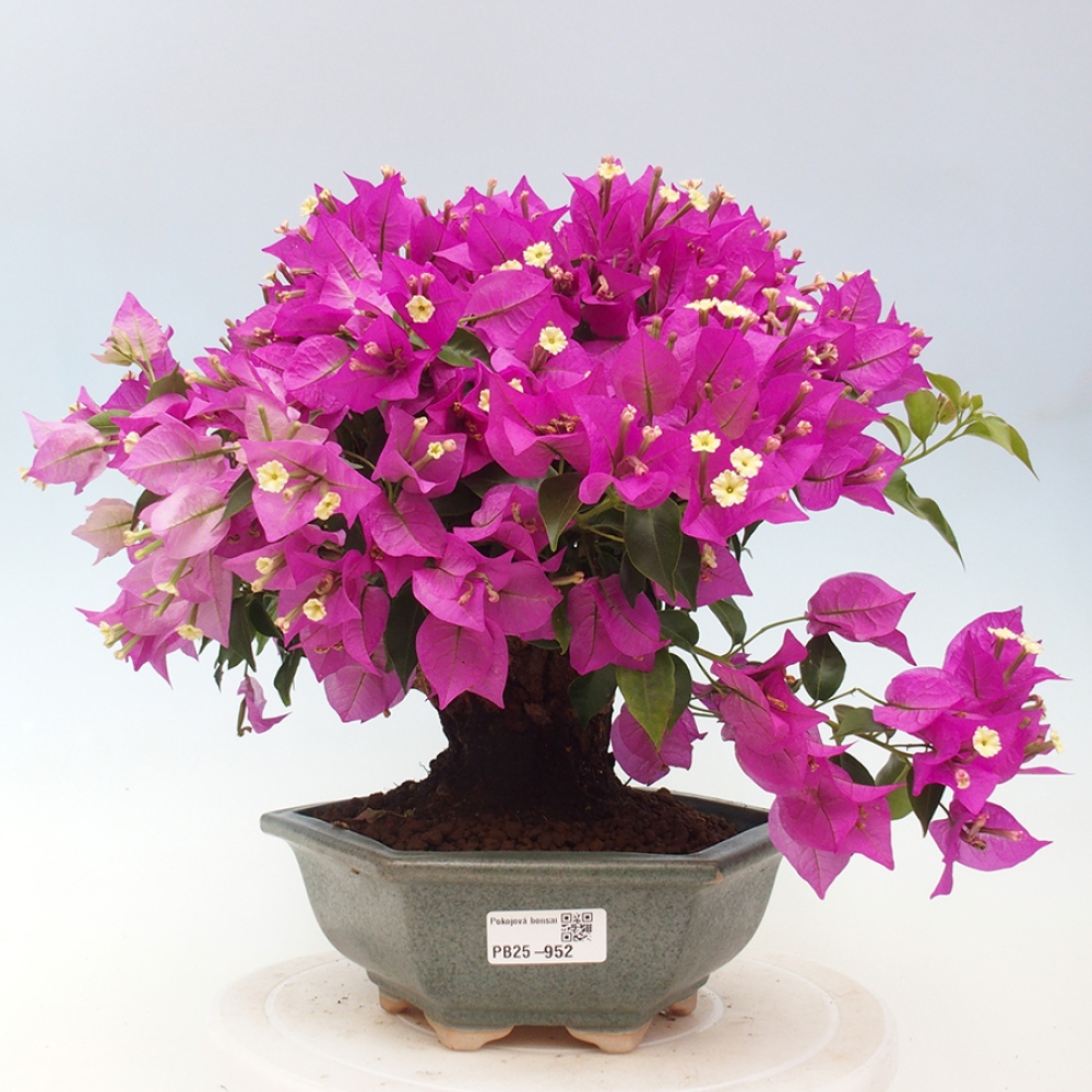 Indoor Bonsai - Bouganwilea