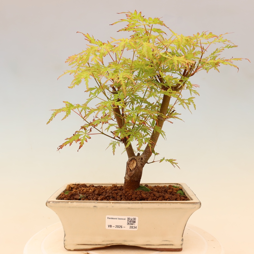 Bonsai für draußen - Acer palmatum Dissectum
