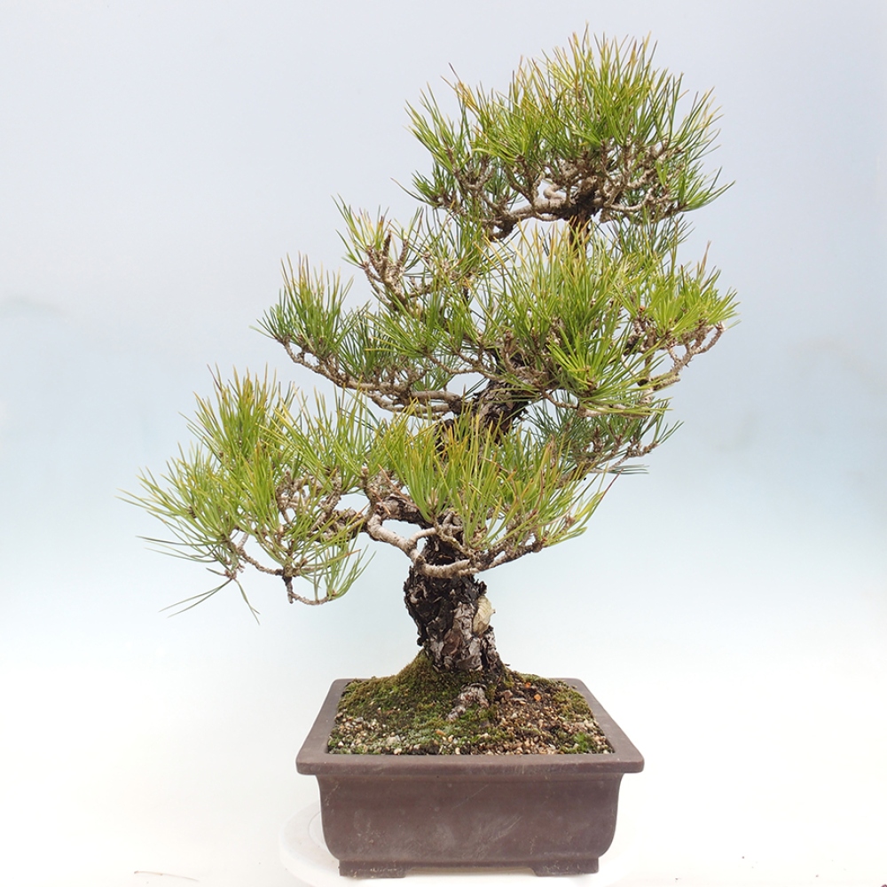 Bonsai für draußen - Pinus thunbergii - Thunberg-Kiefer