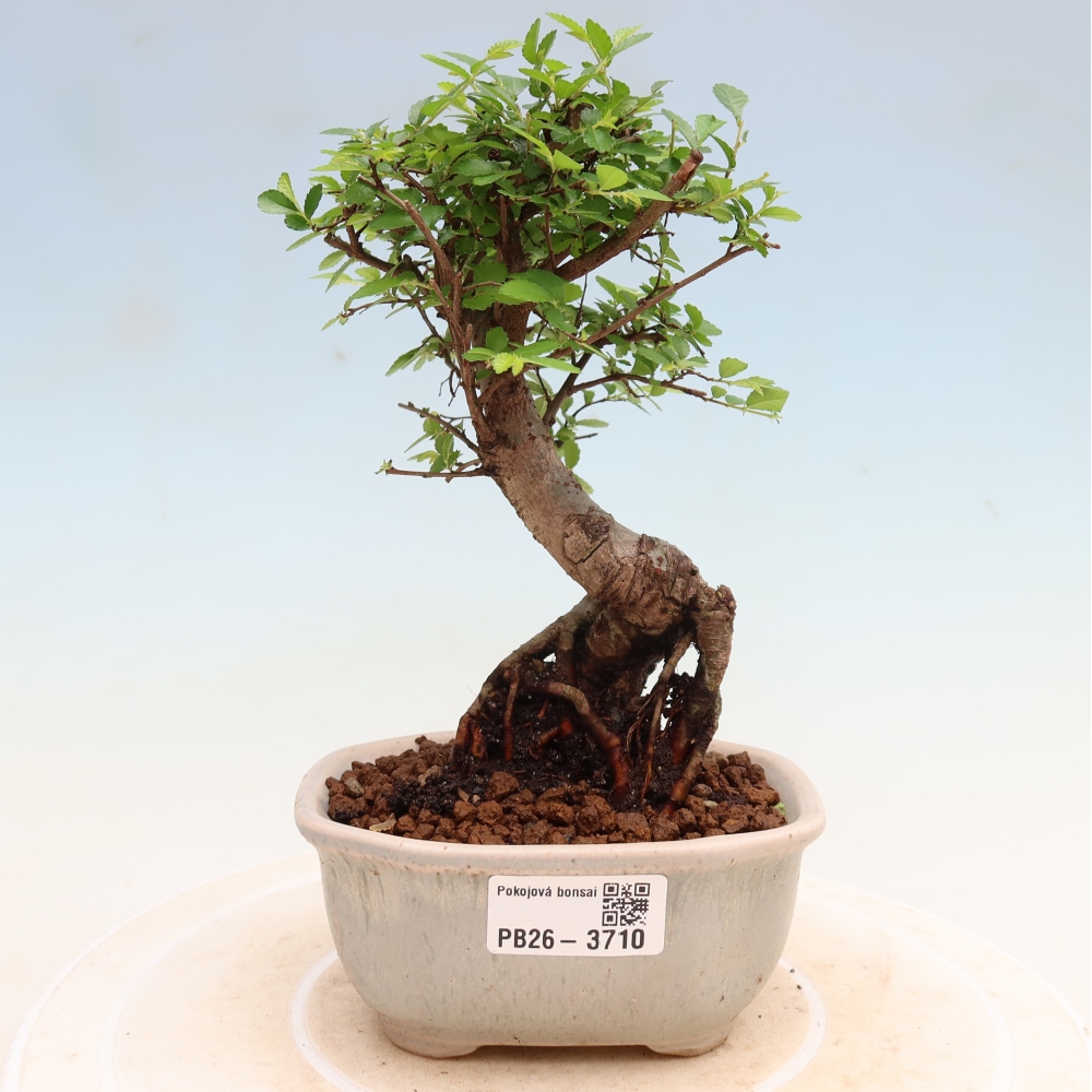 Zimmerbonsai - Ulmus parvifolia - Kleinblättrige Ulme