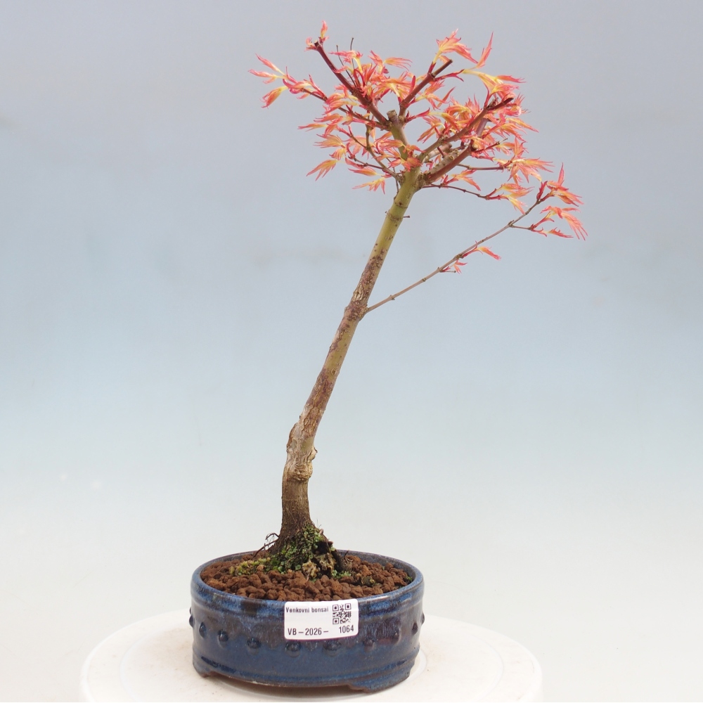 Spitzahorn - Acer palmatum Beni Tsukasa