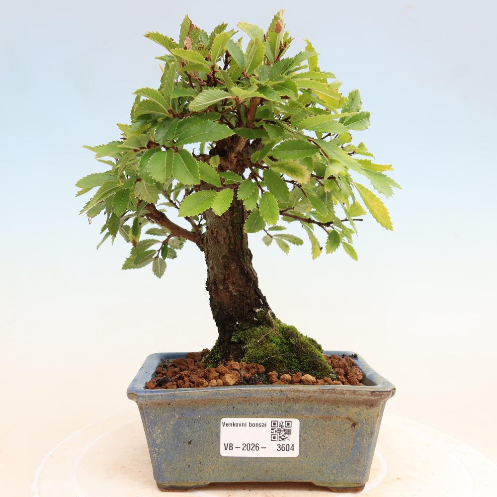 Bonsai für draußen - Zelkova - Zelkova NIRE