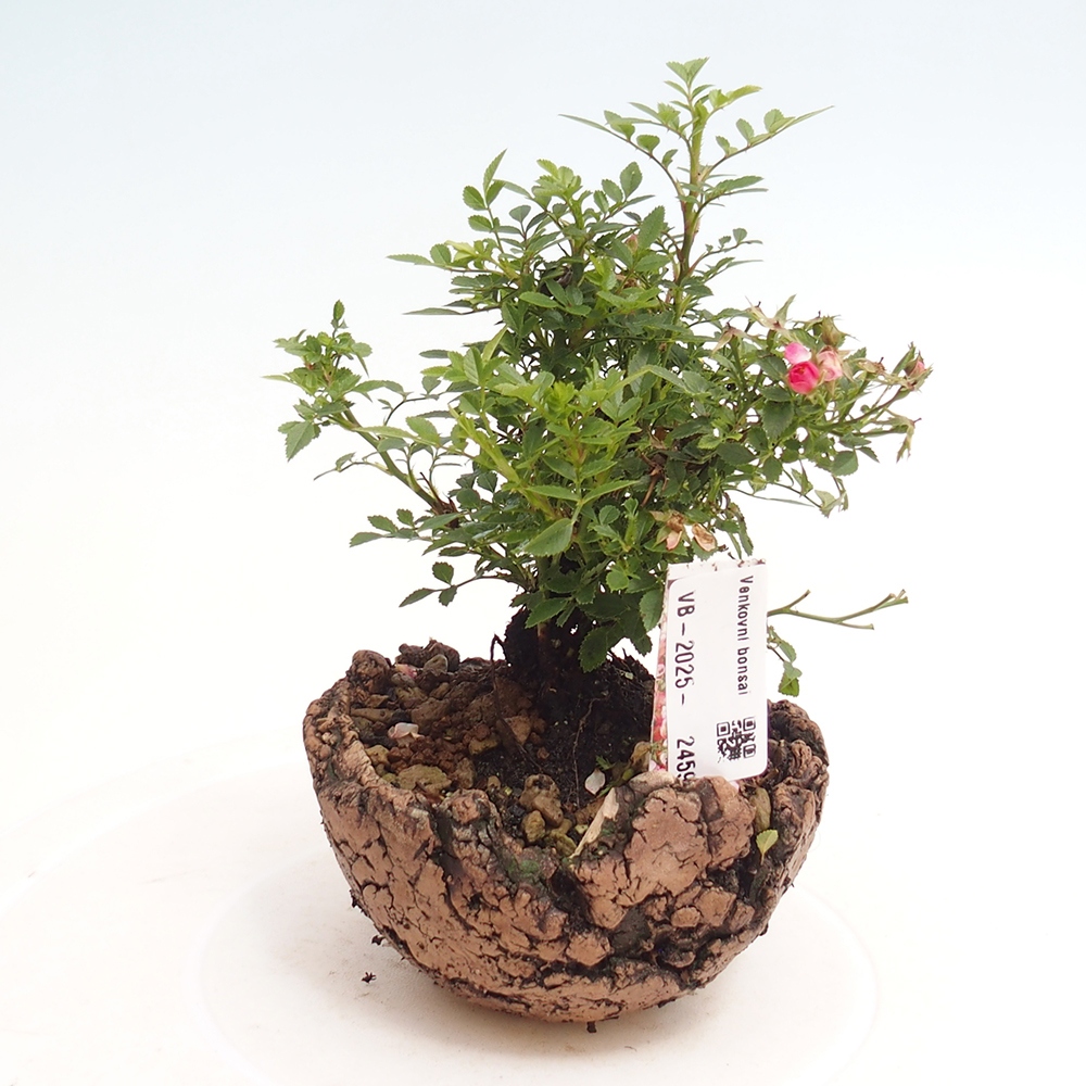 Bonsai im Freien - Rosa Cutie Pie - Rosen
