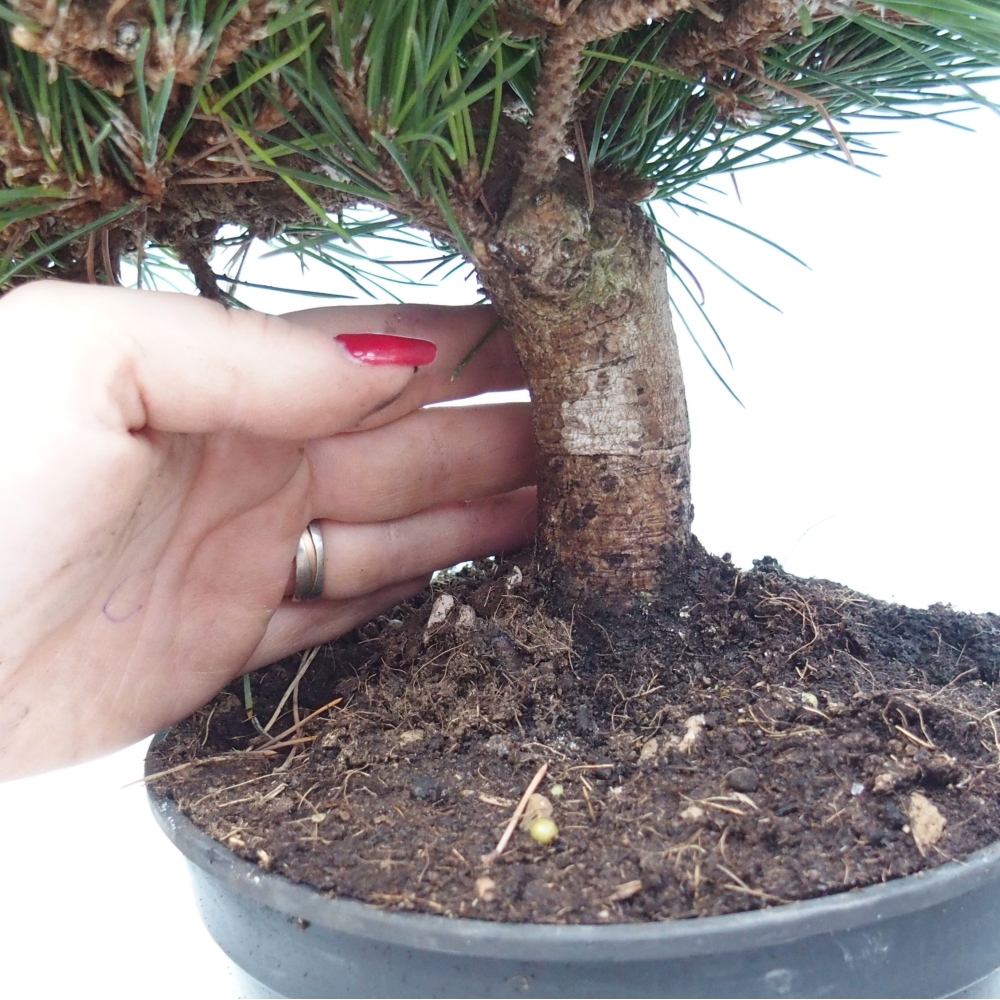 Bonsai für draußen - Pinus thunbergii senjyumaru - Thunberg-Kiefer