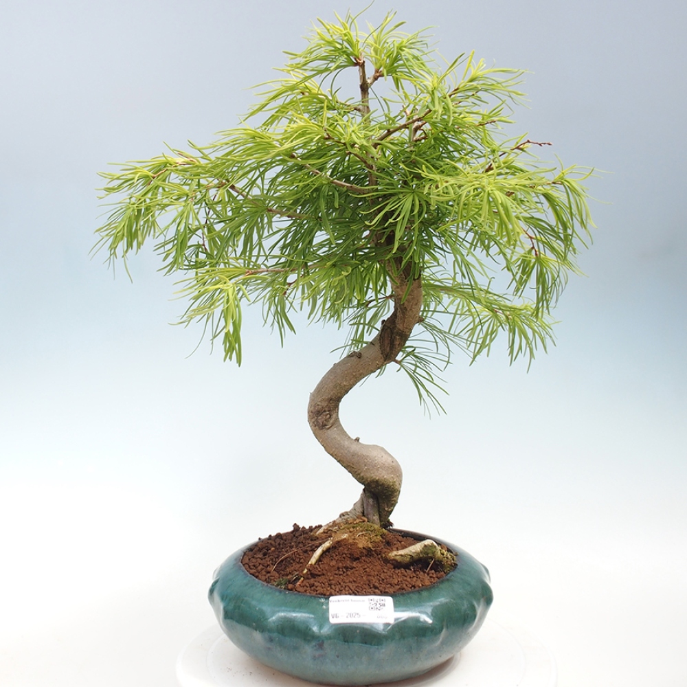 Bonsai im Freien - Löwenzahn - Pseudolarix amabis