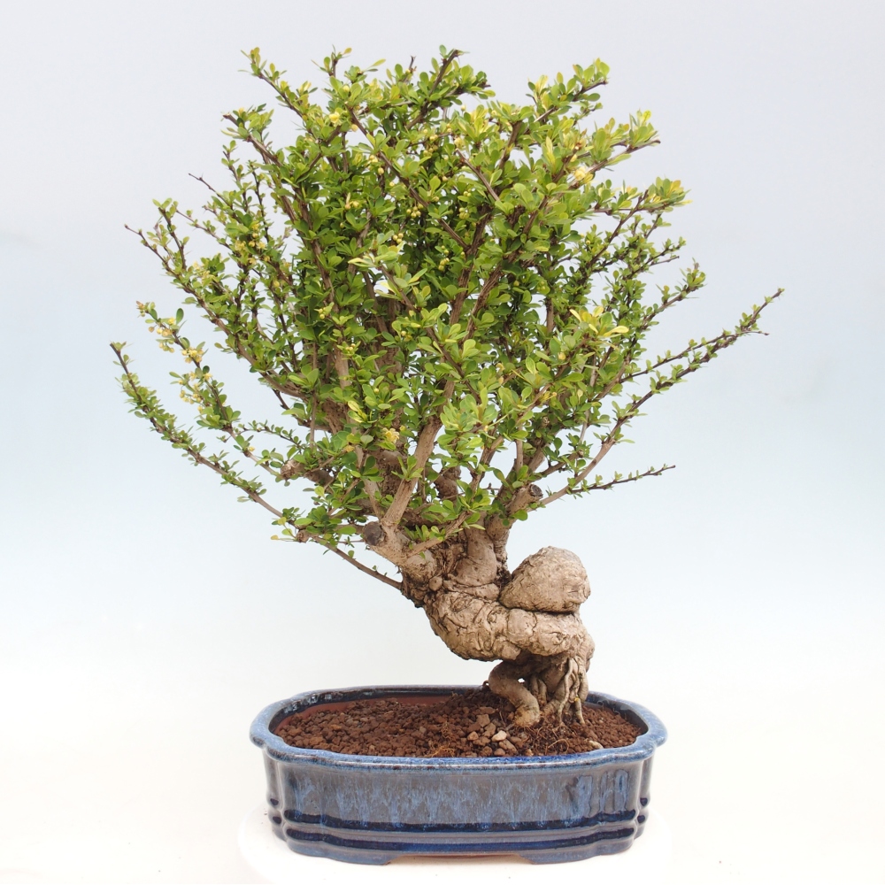 Bonsai für draußen - Berberis coreana