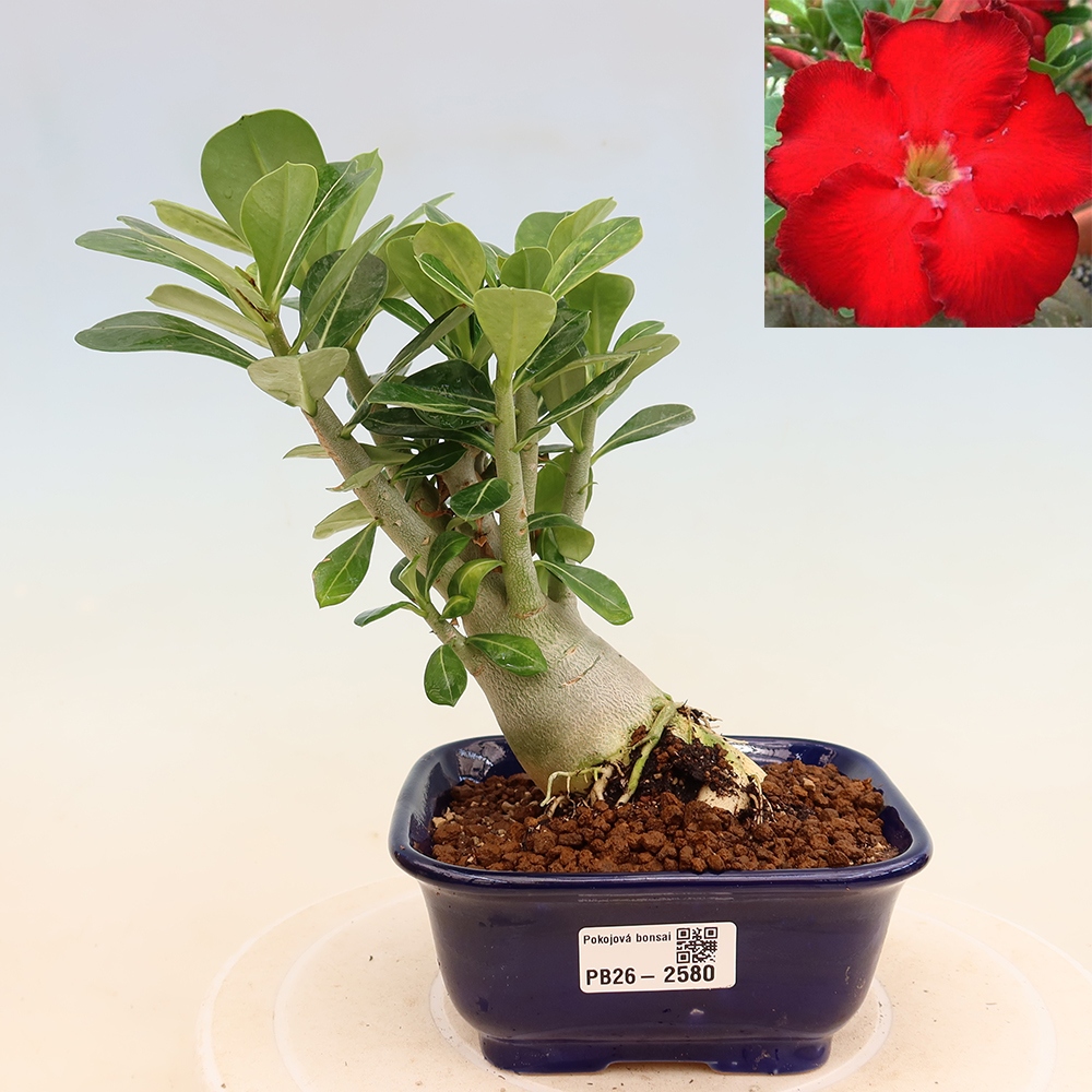 Zimmerbonsai – Adenium obesum „Red Star“ – Wüstenrose