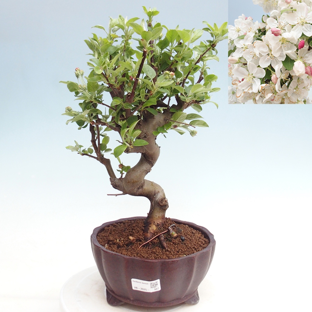 Bonsai im Freien - Malus halliana - Kleinfruchtiger Apfelbaum