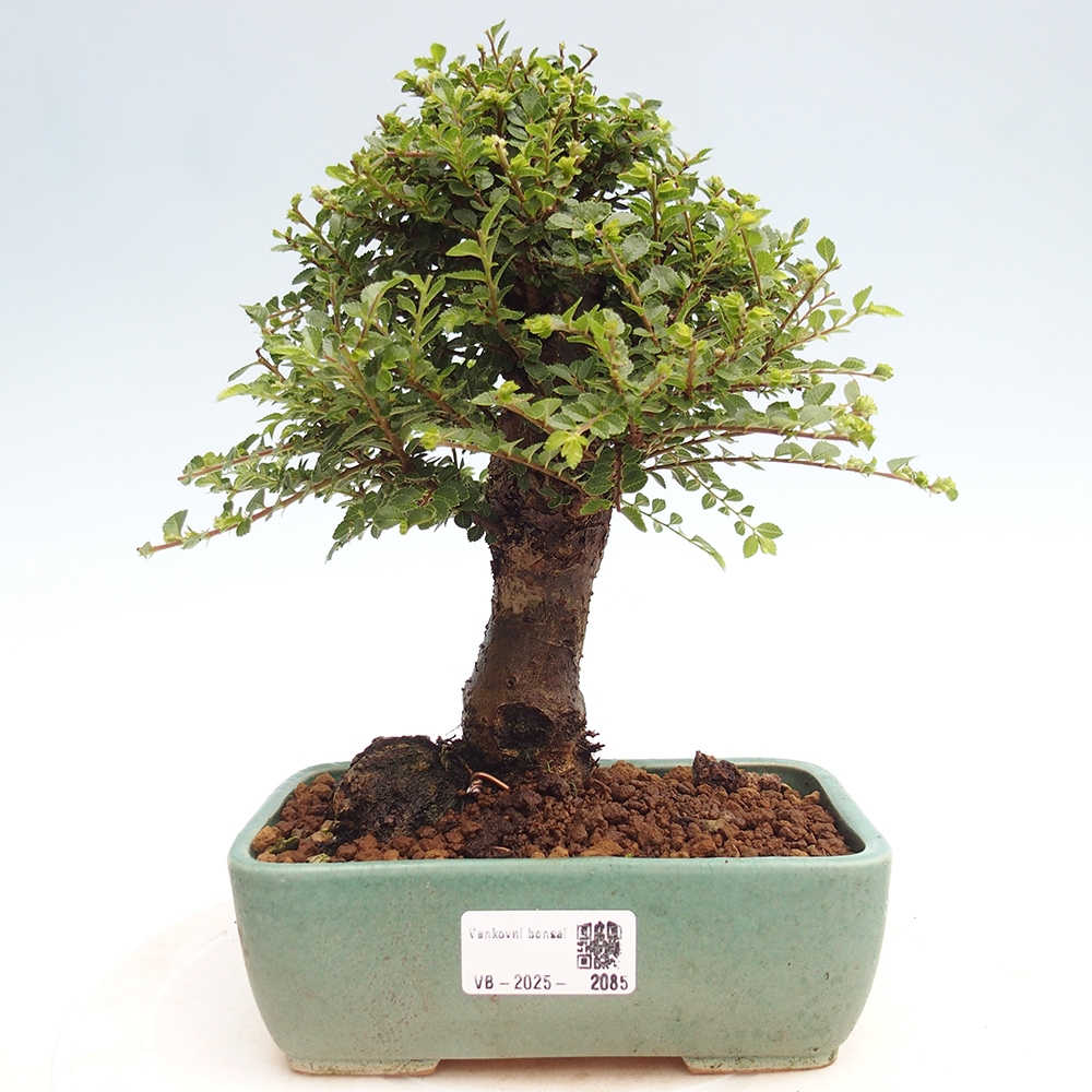 Bonsai im Freien - Ulmus parvifolia Hokkaido - Chinesische Ulme