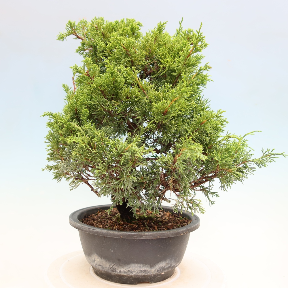 Bonsai für draußen - Juniperus chinensis Itoigawa-Juniperus chinensis