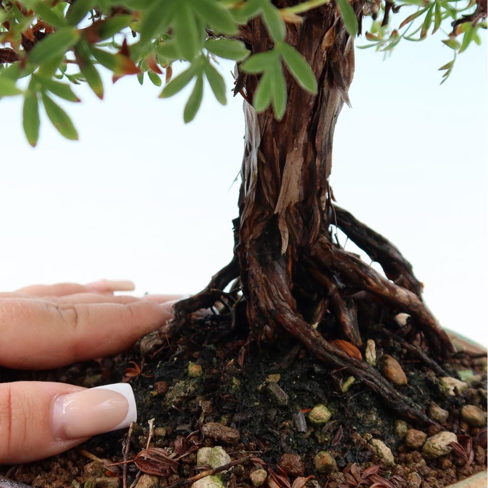 Bonsai für draußen - Potentila fruticosa