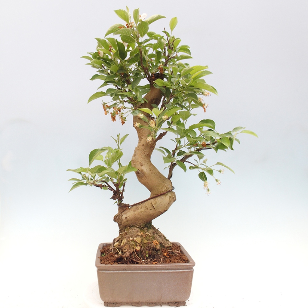 Bonsai im Freien - Malus halliana - Kleinfruchtiger Apfelbaum